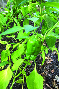 Pepper plant