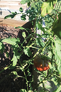 Tomato plants